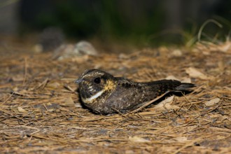 Meixcan Whip-poor-will Antrostomus arizonae Santa Catalina Mountains, Pima County, Arizona, United
