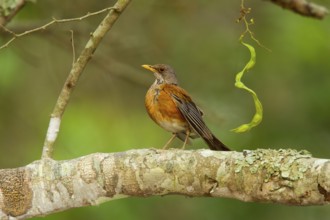 Rufous-backed Robin Turdus rufopalliatus El Tuito, Jalisco, Mexico 9 June Adult Turdidae