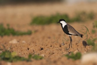 Spur-winged Lapwing (Vanellus spinosus), Cyprus