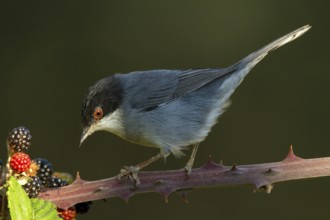 Sardinian Warbler (Sylvia melanocephala) male feeding on blackberries, Castile-La Mancha, Spain