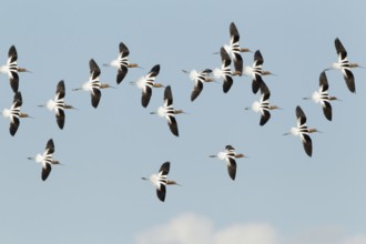 American Avocet (Recurvirostra americana) flying, California, USA