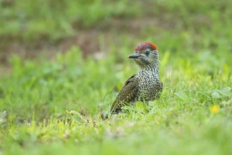 European Green Woodpecker (Picus viridis) juvenile, Rhineland-Palatinate, Germany