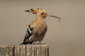 Eurasian Hoopoe (Upupa epops), perched with food on beak, Castile-La Mancha, Spain