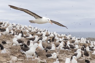 Black-browed Albatross (Thalassarche melanophris) flying over colony, Steeple Jason Island,