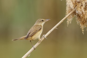 Great Reed Warbler (Acrocephalus arundinaceus), perched on marsh grass, Castile-La Mancha, Spain