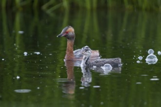 Horned Grebe (Podiceps auritus) juvenile, Iceland