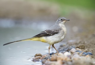 Grey Wagtail (Motacilla cinerea) at a waterhole, Aosta Valley, Italy