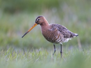 Black-tailed Godwit (Limosa limosa) foraging in marshland, North Holland, Netherlands