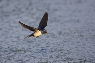 Barn Swallow (Hirundo rustica) flying, Lesvos, Greece
