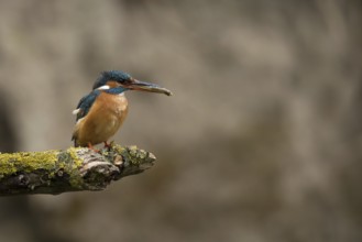 Ijsvogel vrouw met vangst, Kingfisher female with catch