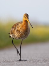 Black-tailed Godwit (Limosa limosa), Netherlands