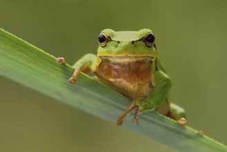 European Tree Frog (Hyla arborea) perchend on leaf, North Rhine-Westphalia, Germany