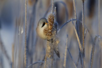 Bearded Reedling (Panurus biarmicus) male feeding on cattail seed, Thuringia, Germany