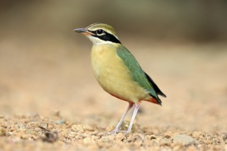 Indian Pitta (Pitta brachyura) perched on the ground, Kerala, India