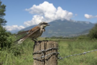 Red-backed Shrike (Lanius collurio) male perched on a post, Aosta Valley, Italy