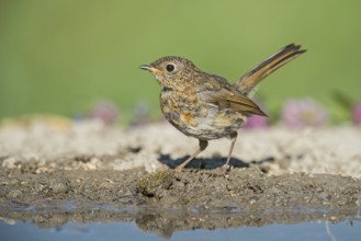 European Robin (Erithacus rubecula) juvenile at a waterhole, Aosta Valley, Italy