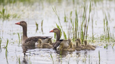 Greylag Goose (Anser anser) pair with chicks, Lower Saxony, Germany