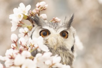 Southern White-faced Owl (Ptilopsis granti) captive, Germany