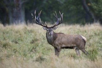 Red Deer (Cervus elaphus) stag standing in meadow, Denmark
