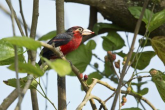 Double-toothed Barbet (Lybius bidentatus aequatorialis), Kafa, Ethiopia