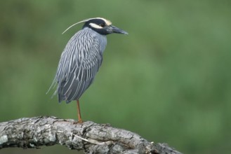 Yellow-crowned Night Heron (Nyctanassa violacea), Texas, USA