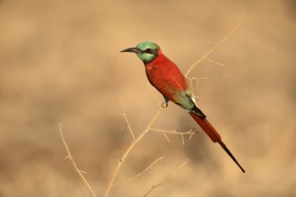 Northern Carmine Bee-eater (Merops nubicus), Aledeghi National Park, Ethiopia