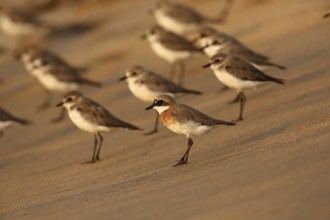Lesser Sand Plover (Charadrius mongolus), Sri Lanka