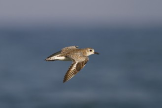 Grey Plover (Pluvialis squatarola) flying, Oman