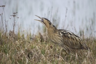 Eurasian Bittern (Botaurus stellaris) calling, Burgenland, Austria
