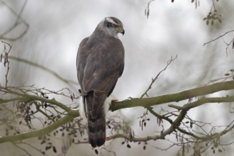 Habicht; lat. Accipiter gentilis; adultes Weibchen; in einer Erle am Gewässerufer stehend