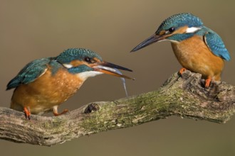 Common Kingfisher (Alcedo atthis) pair displaying, Saxony-Anhalt, Germany