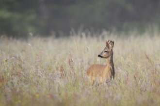 European roe deer (Capreolus capreolus), roebuck, North Rhine-Westphalia, Germany