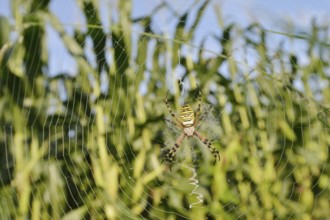 Wasp spider (Argiope bruennichi), female in a web at the edge of a maize field, North