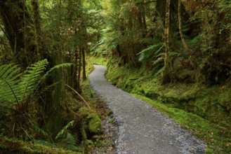 A narrow path winds through a green, moss-covered forest, summer, Lake Matheson, Fox Glacier, South