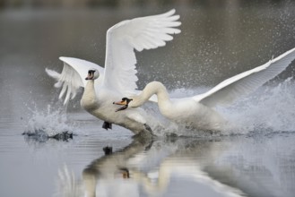 Mute swans (Cygnus olor) fighting, North Rhine-Westphalia, Germany
