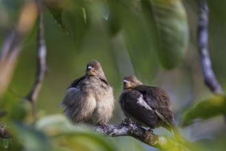 Red-eyed Bulbul (Pycnonotus brunneus), Sandakan, Sabah, Malaysia