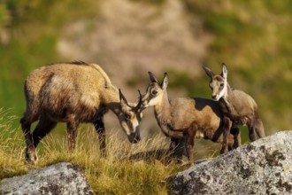 Chamois with two fawns and their mother in an open, grassy landscape, chamois, chamois, (Rupicapra