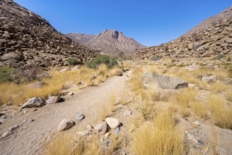 Tsisab Gorge, White Lady Trail, desert landscape with mountains, Brandberg, Erongo, Damaraland,
