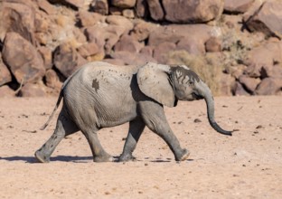 Juvenile African elephant (Loxodonta africana), desert elephant, near the Ugab River, Damaraland,