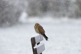 Kestrel (Falco tinnunculus), female using a park bench as a lookout during heavy snowfall, North