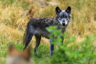 A black wolf stands at attention in an open meadow, Timberwolf, wolf, American wolf, (Canis lupus
