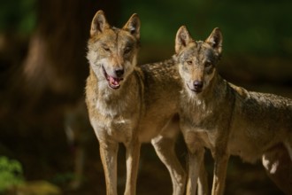 Two wolves standing close to each other, surrounded by forest light, Wolf (Canis Lupus), Germany