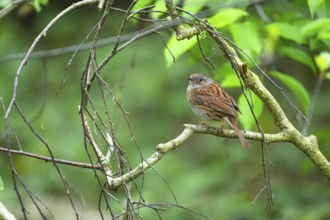 A dunnock (Prunella modularis) sitting on a branch, animal photo, bird, bird species, nature photo,
