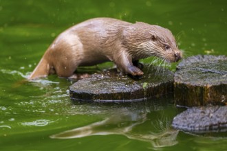 Eurasian otter (Lutra lutra) on an old tree trunk in the water, Bavaria, Germany
