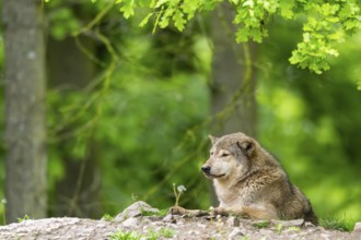 Eastern wolf (Canis lupus lycaon) lying on a little hill, Bavaria, Germany