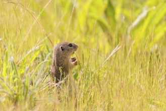 A young European ground squirrel (Spermophilus citellus) or European souslik stands in a meadow