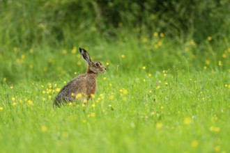 European hare (Lepus europaeus), Vulkaneifel, Rhineland-Palatinate, Germany