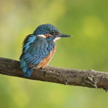 In early summer... Kingfisher (Alcedo atthis), freshly fledged young bird, still shy, waiting, must