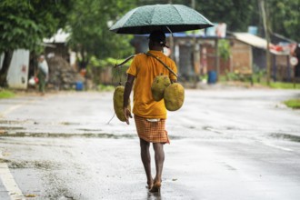 A person walks as he carries jackfruits during a heavy rain in Golapara, India on 31 May 2025
