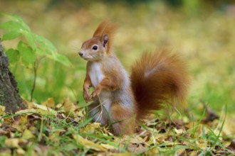 Eurasian squirrel (Sciurus vulgaris), standing attentively on its hind legs in a meadow with autumn